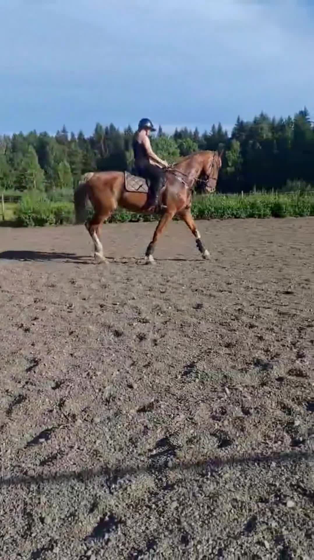 Allround hästar till salu: Hästen med det lilla extra - Video 1