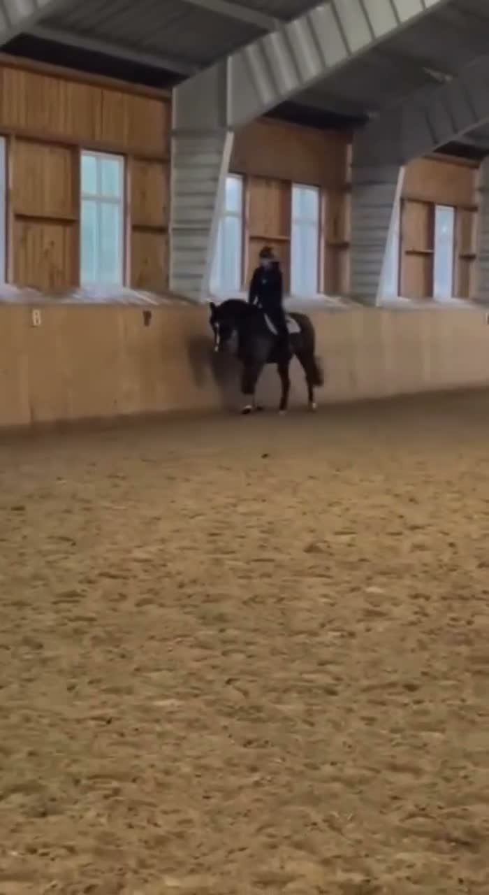 Allround hästar till salu: Söt häst söker nytt hem! i Adelsö - Video 3