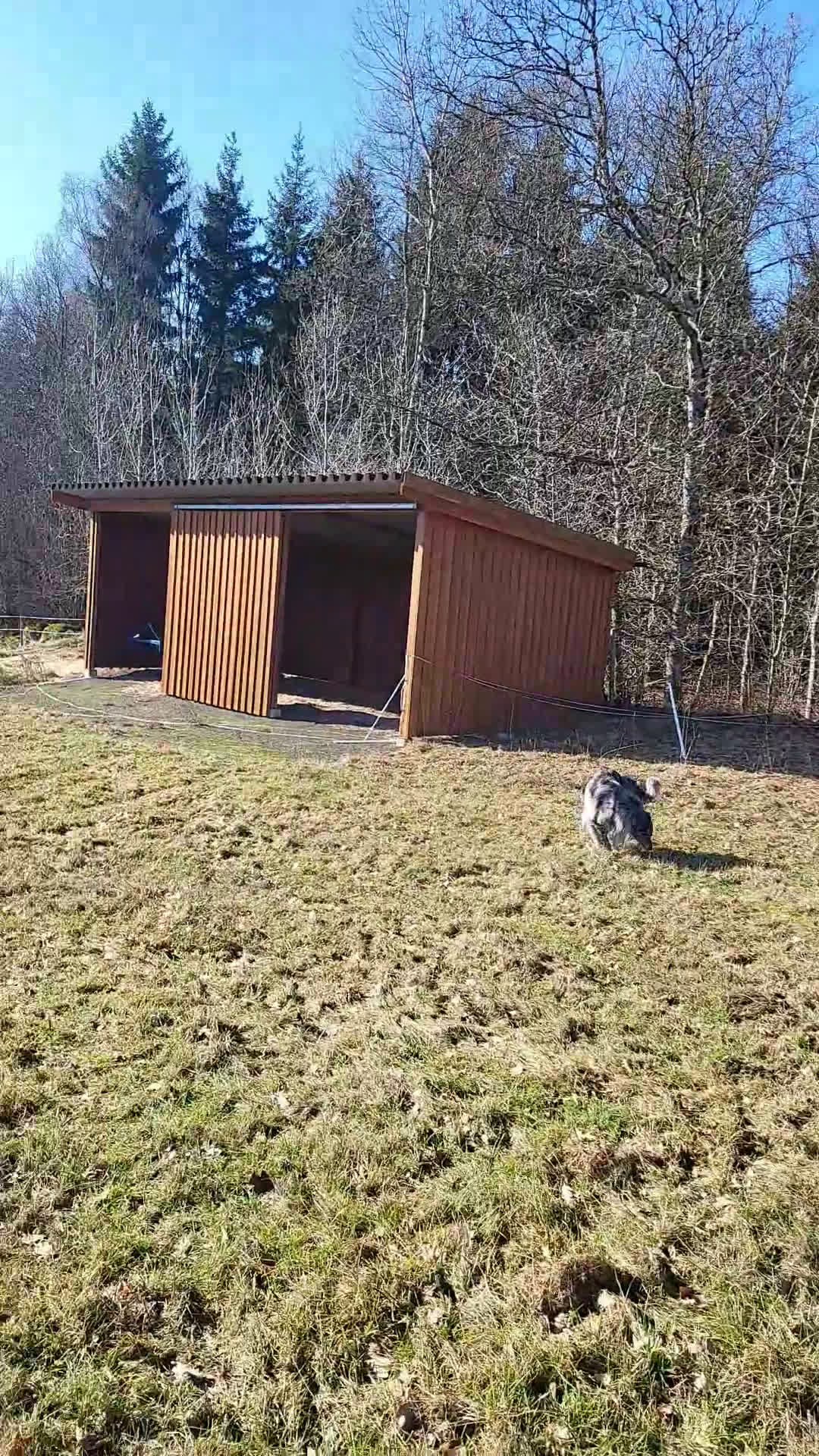 Sällskap hästar sökes: Söker sällskap till min pensionär - Video 1