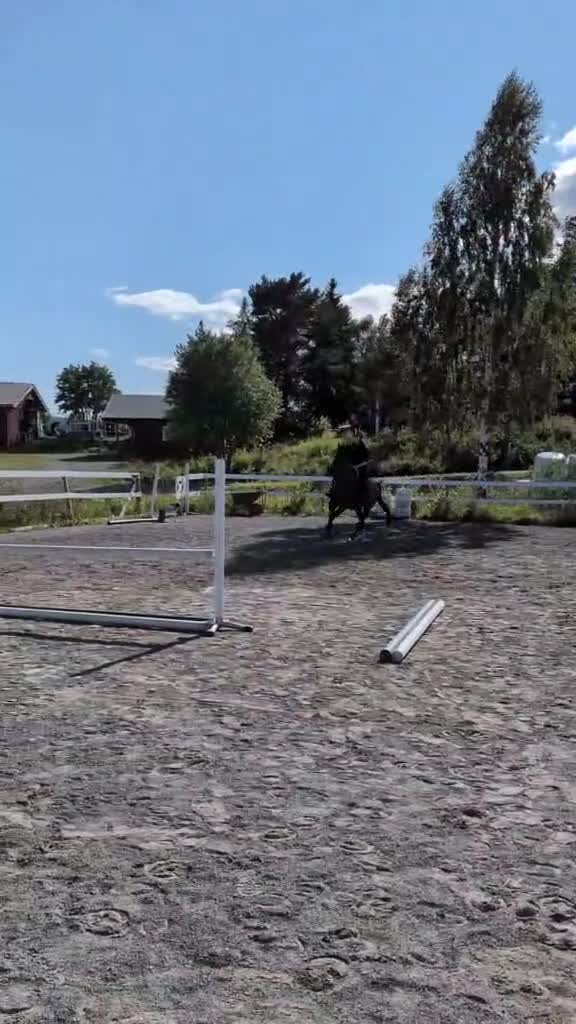 Allround hästar till salu: Vacker Swb valack - Video 2