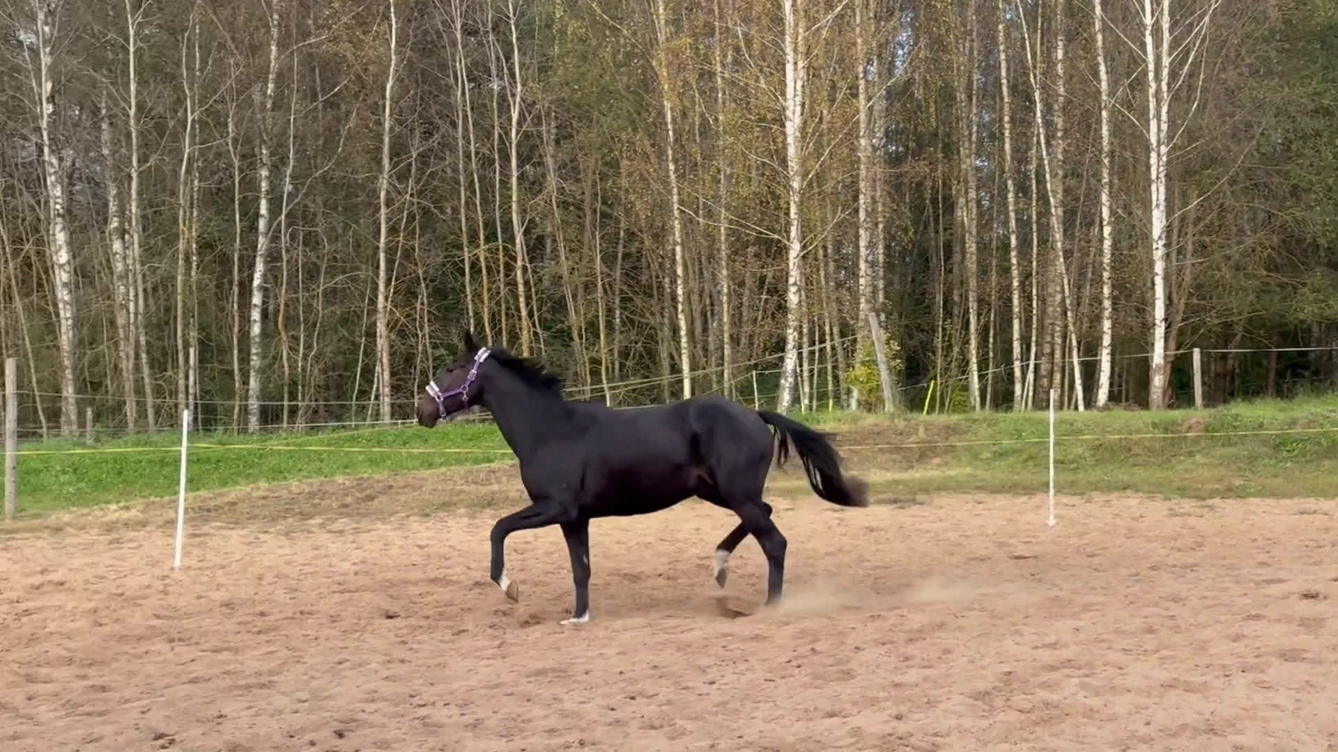 Hoppning hästar till salu: Young Horses - Video 1