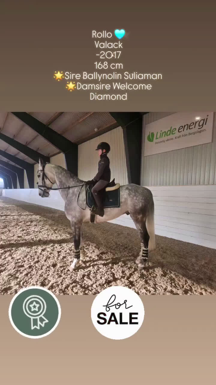 Allround hästar till salu: Drömhäst 🩷 - Video 3