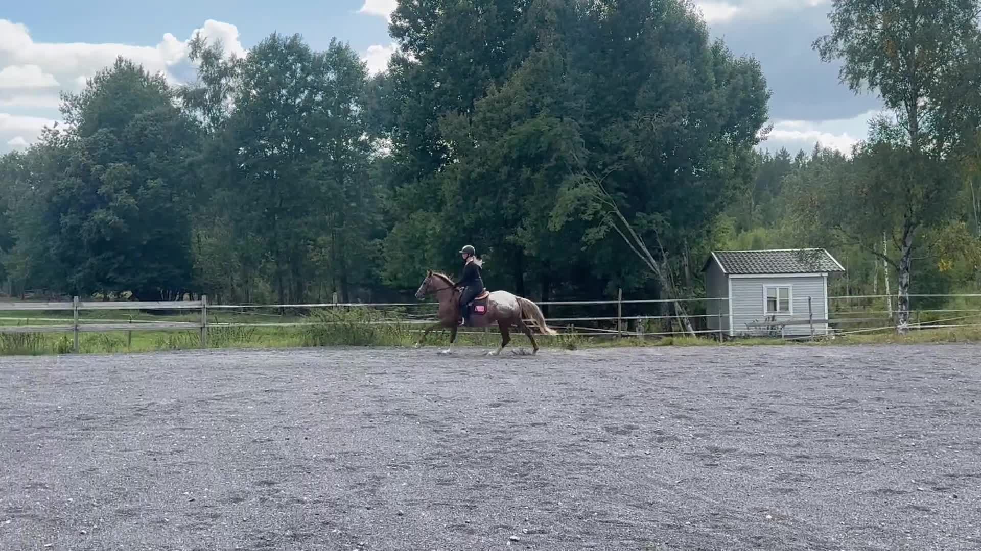 Hoppning hästar till salu: Lovande blivande rosettplockare  - Video 1