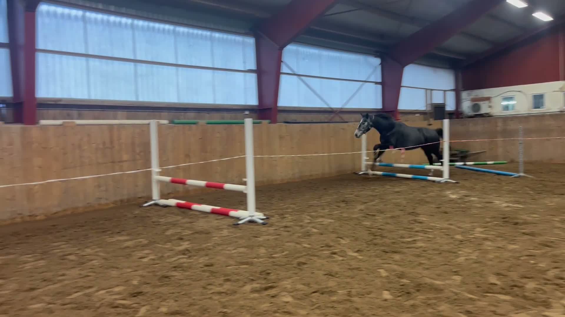 Hoppning hästar till salu: Fantastisk 4åring med fin stam! - Video 4