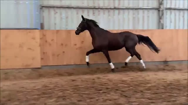 Allround hästar till salu: Top prospect you are looking for-dressage/jumping i Örsundsbro - Video 1