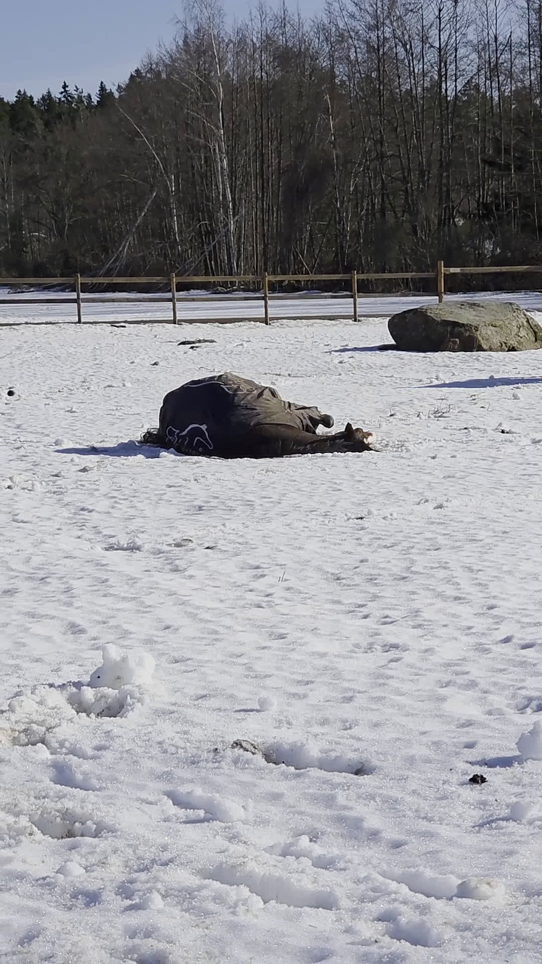 Allround hästar till salu: Balenzia – trevlig och lättriden hobbyhäst - Video 2