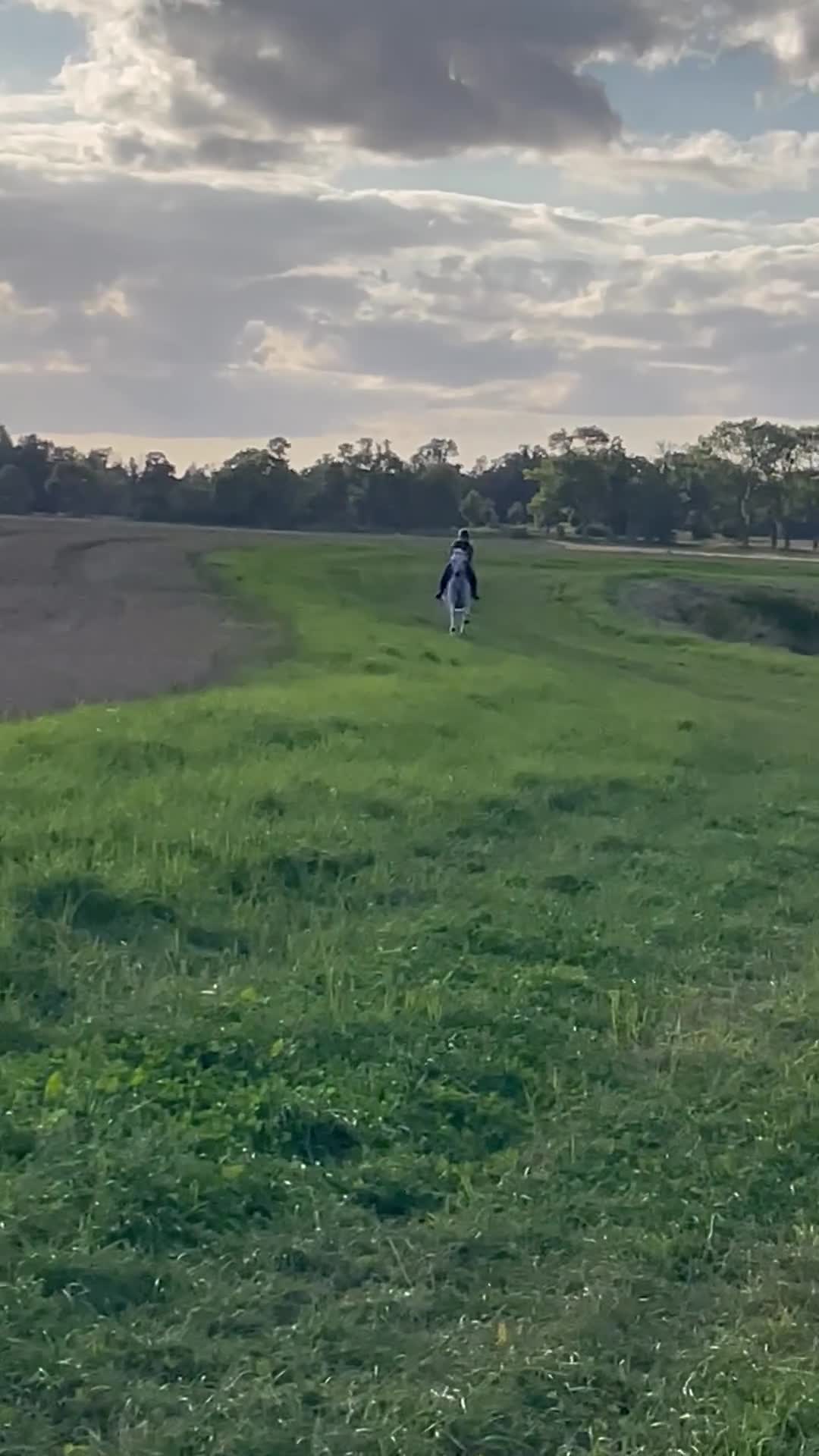 Hoppning hästar till salu: Fantastisk maxad D-ponny - Video 4