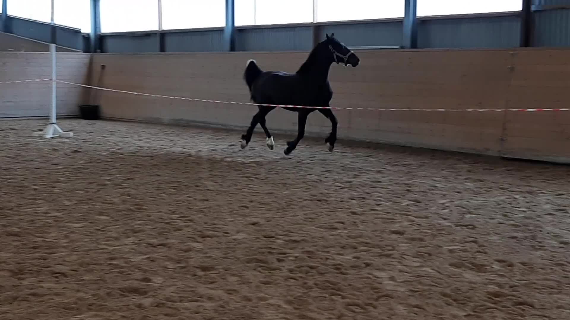 Allround hästar till salu: Fantastiskt welsh Cob Sto! i Pålsboda - Video 2