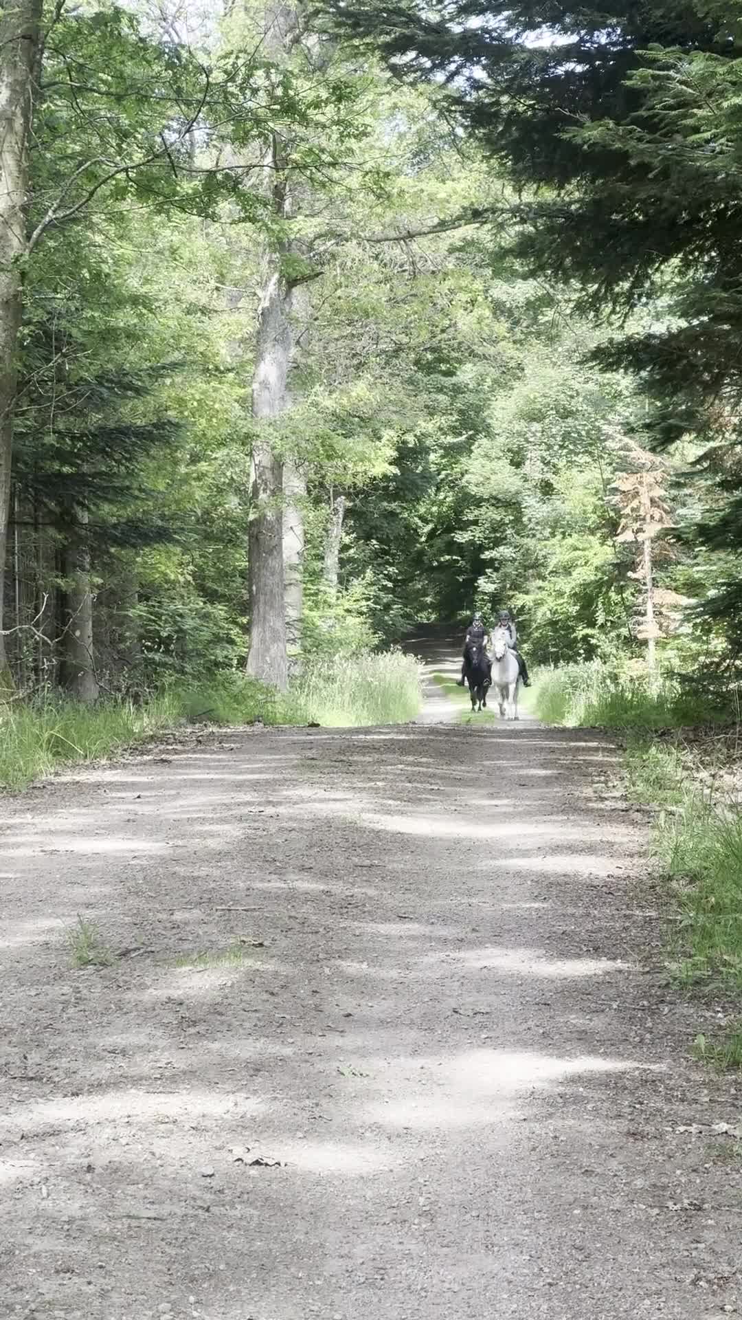Island hästar till salu: En riktig bästa kompis! i Torna-hällestad - Video 3