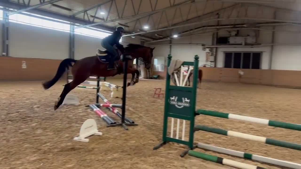 Allround hästar till salu: Fynda trevlig valack! - Video 2
