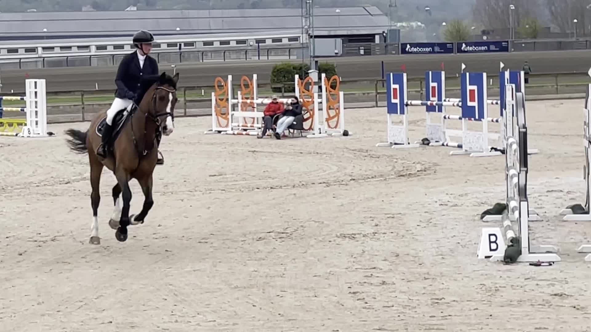 Hoppning hästar till salu: Välriden hopphäst - Video 1