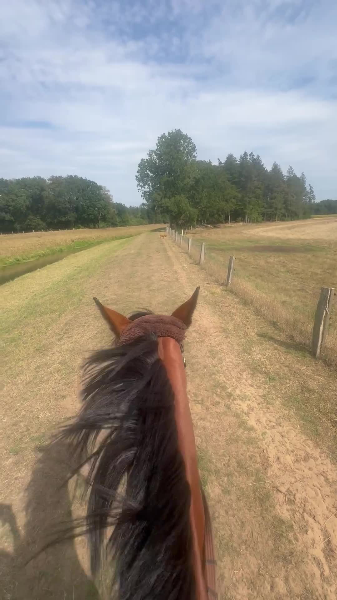 Hoppning hästar till salu: Sto 5 år ee. Kannan ue. Cardento - Video 2