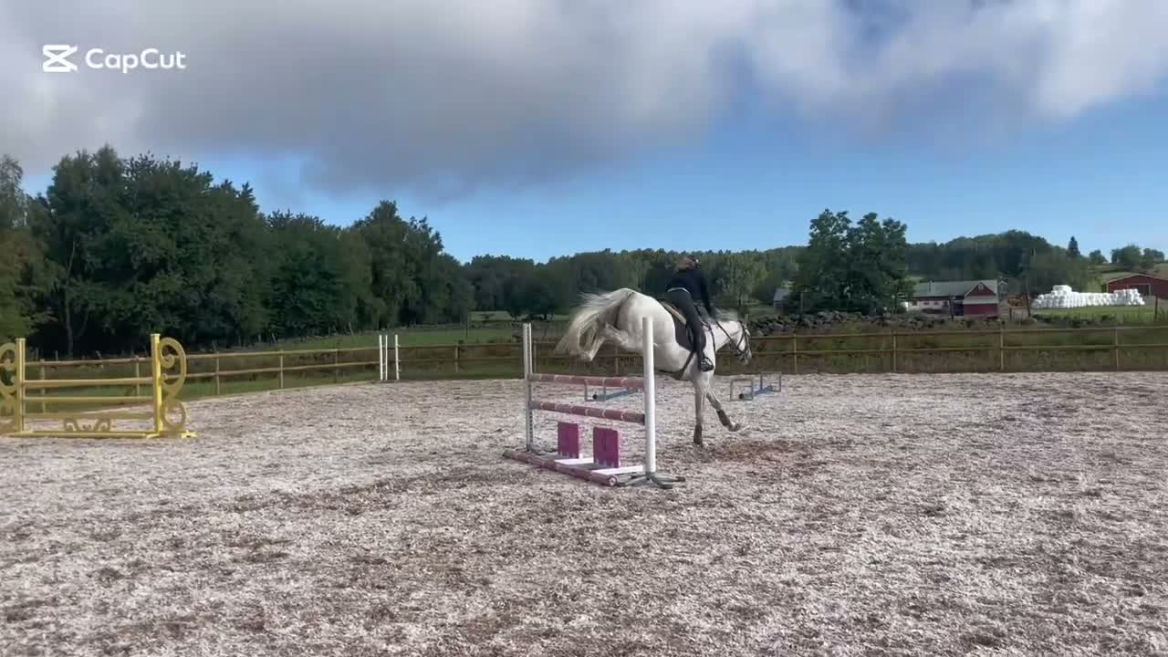Hoppning hästar till salu: Härlig tävlingskompis - Video 1
