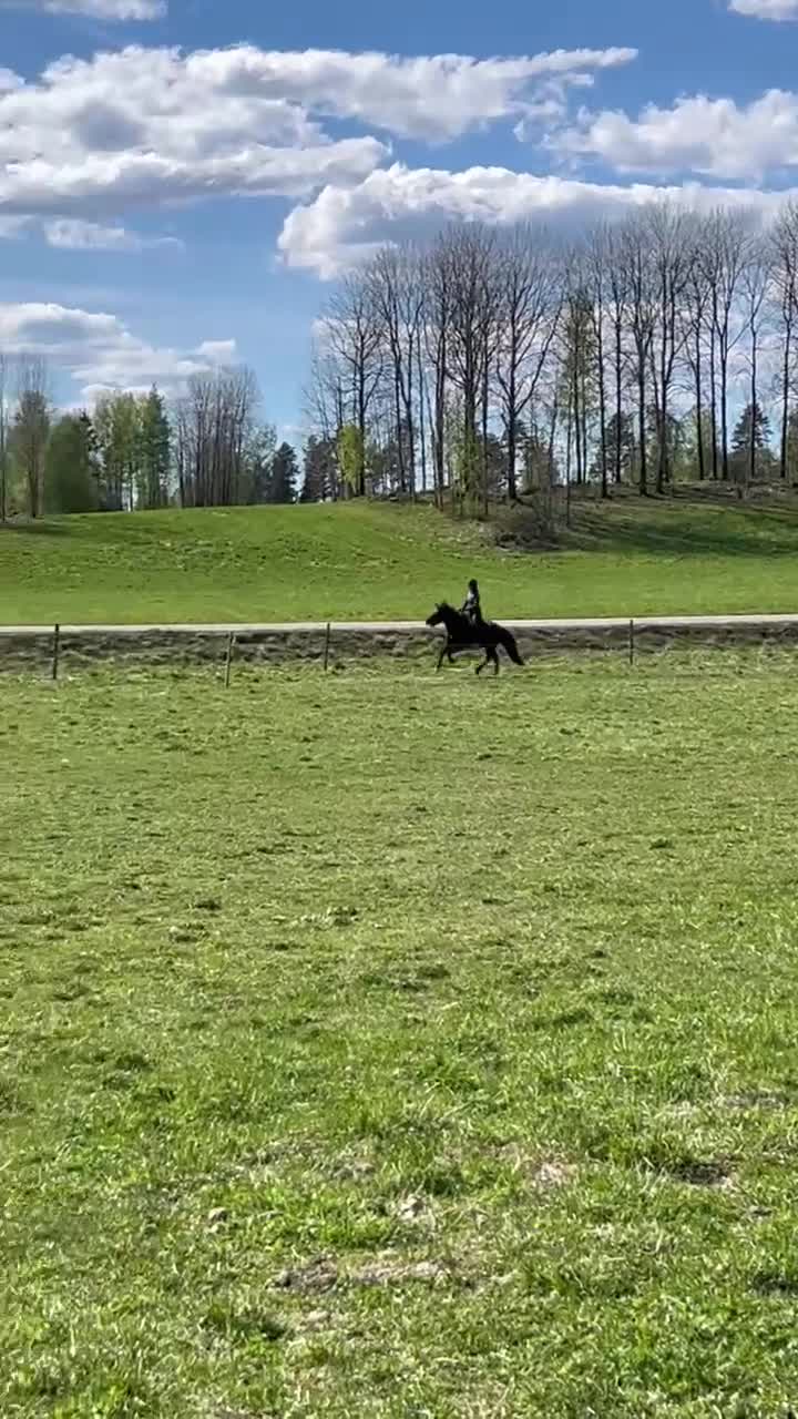 Island hästar till salu: Prins Garpur 👑  - Video 3
