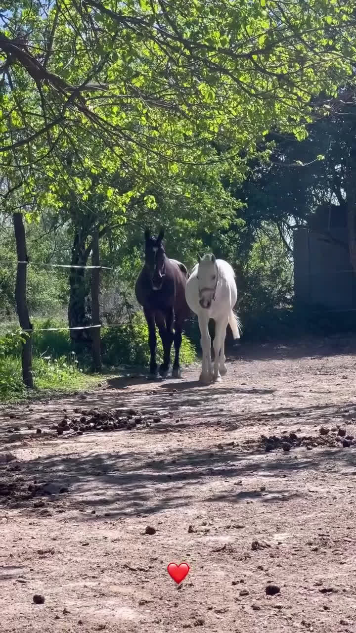 Allround hästar till salu: Arabiskt Fullblod❤️ - Video 1