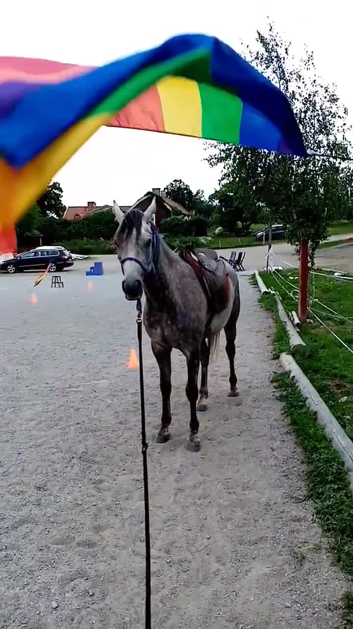 Allround hästar till salu: Valacken med stor personlighet säljes. i Strängnäs - Video 1