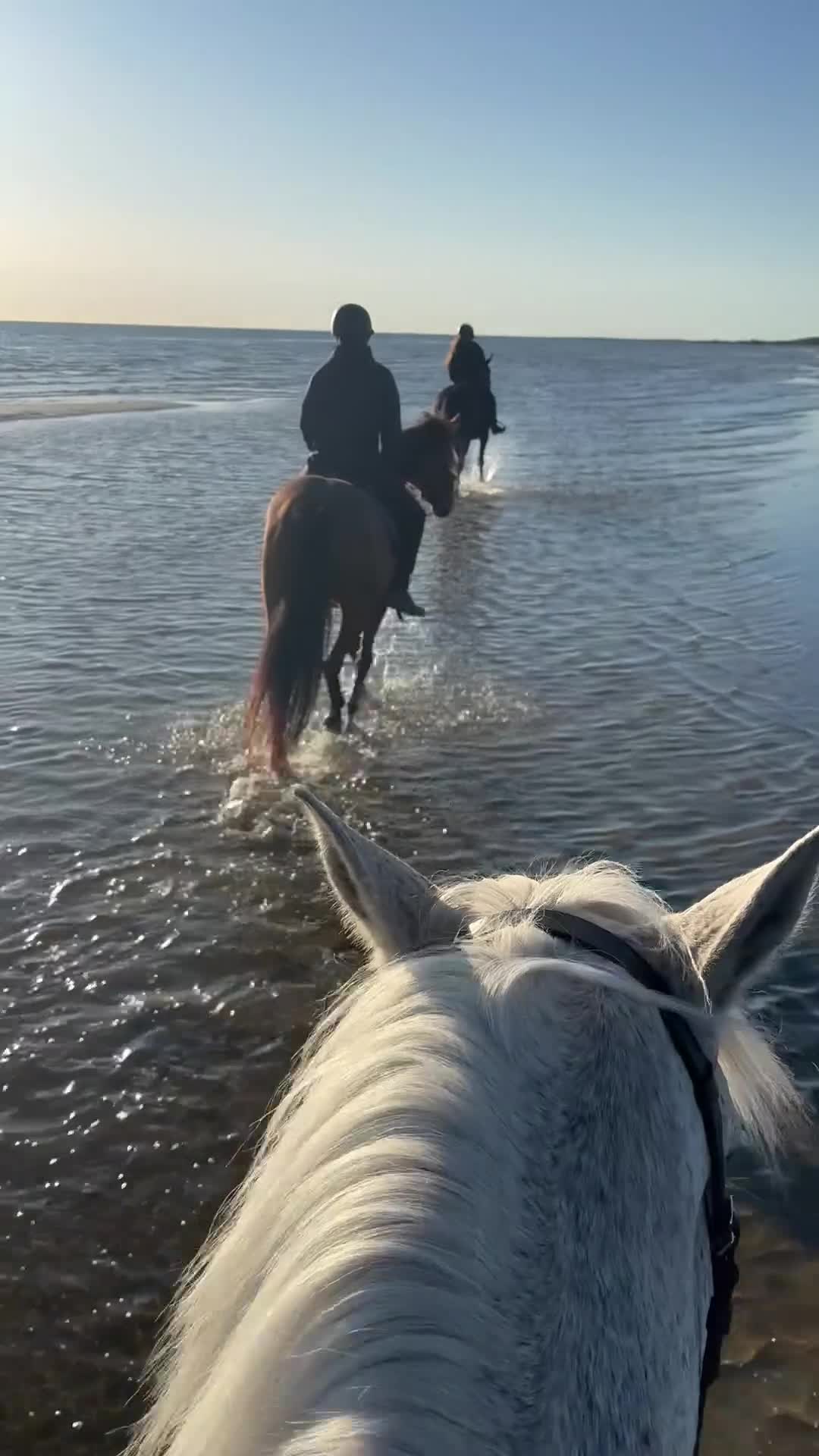 Avelshästar hästar till salu: Fint selektionssto  i Tvååker - Video 1