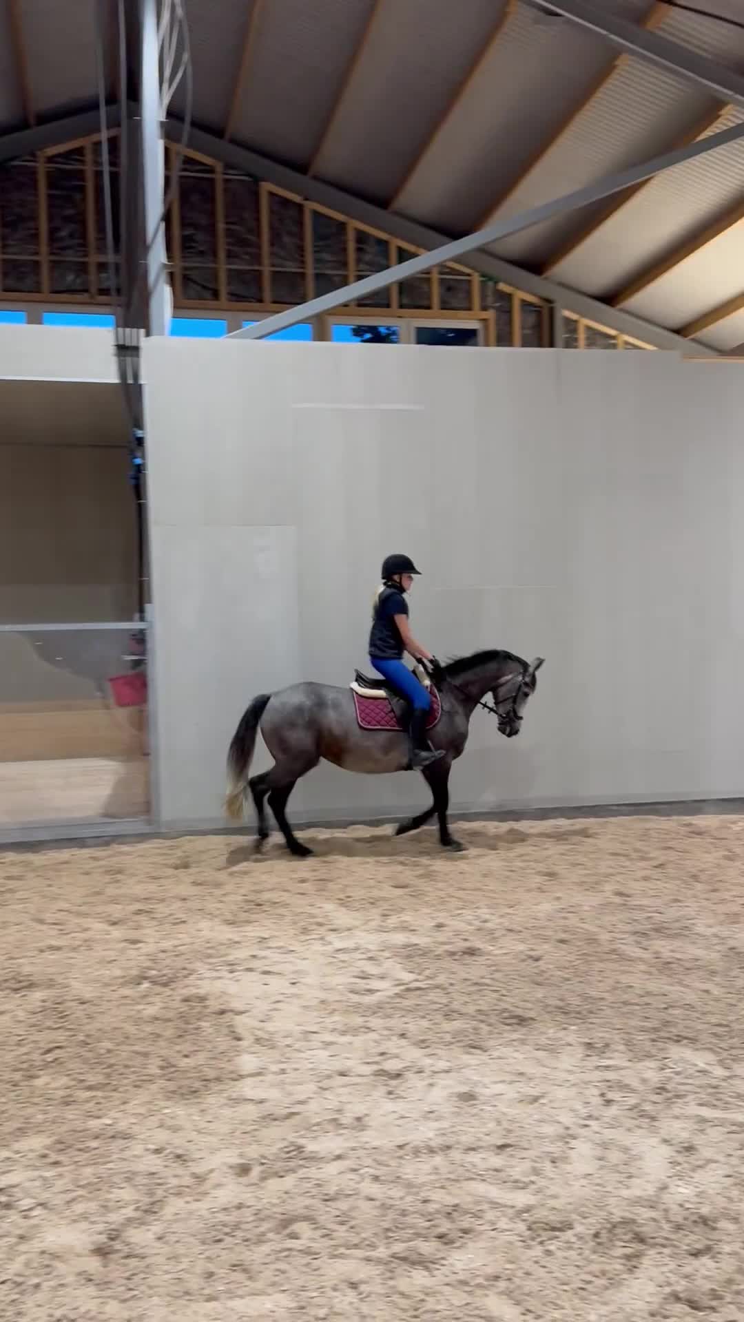 Allround hästar till salu: Snäll och arbetsvillig D-ponny - Video 2
