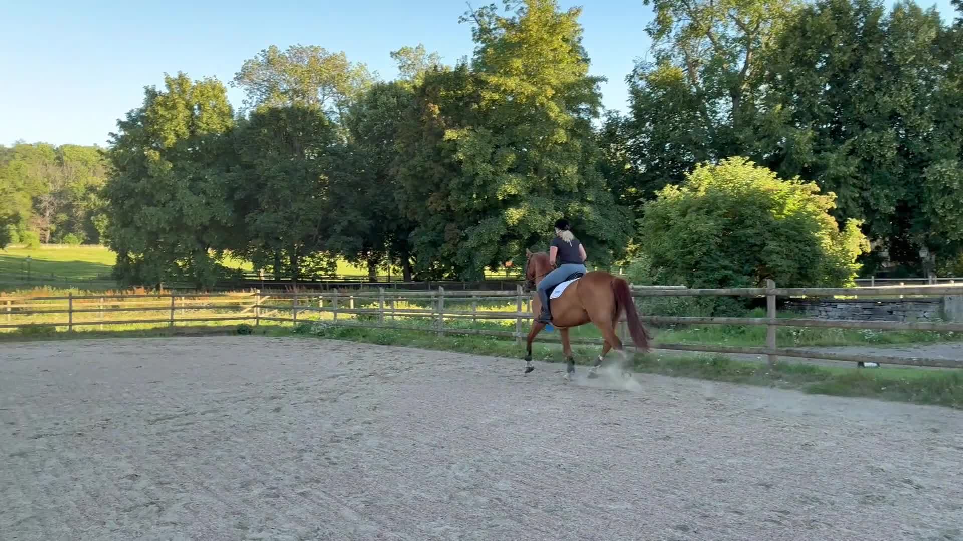 Dressyr hästar till salu: Hobbyhäst med utstrålning  i Götene - Video 1