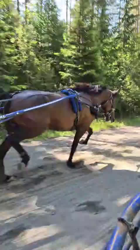 Trav hästar till salu: 4-årig valack e: Father patrick  - Video 1