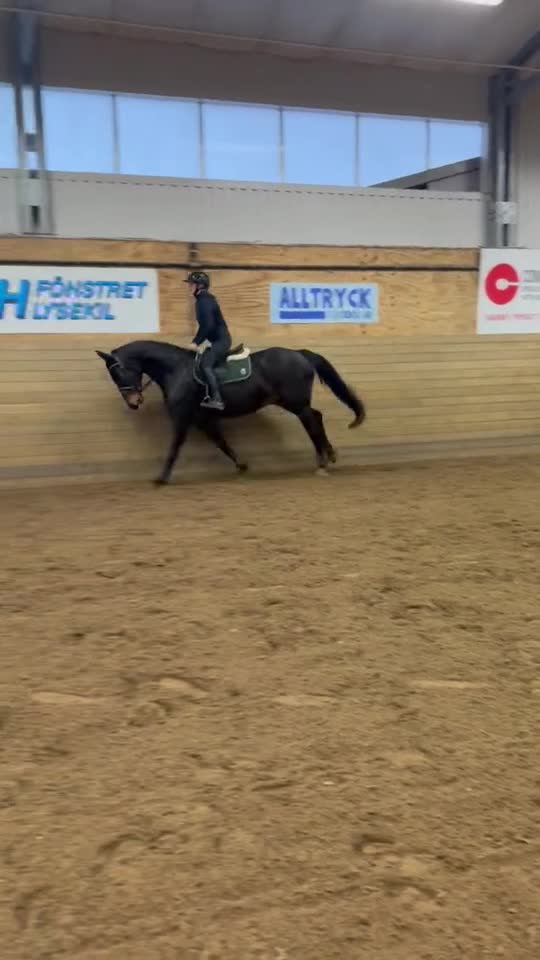 Allround hästar till salu: Trevlig allround valack! - Video 2