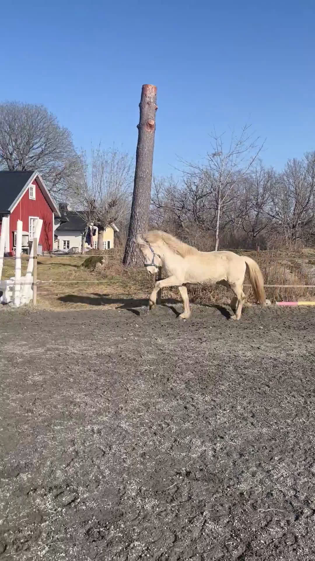 Island hästar till salu: Mycket lovande unghingst i Ankarsrum - Video 2