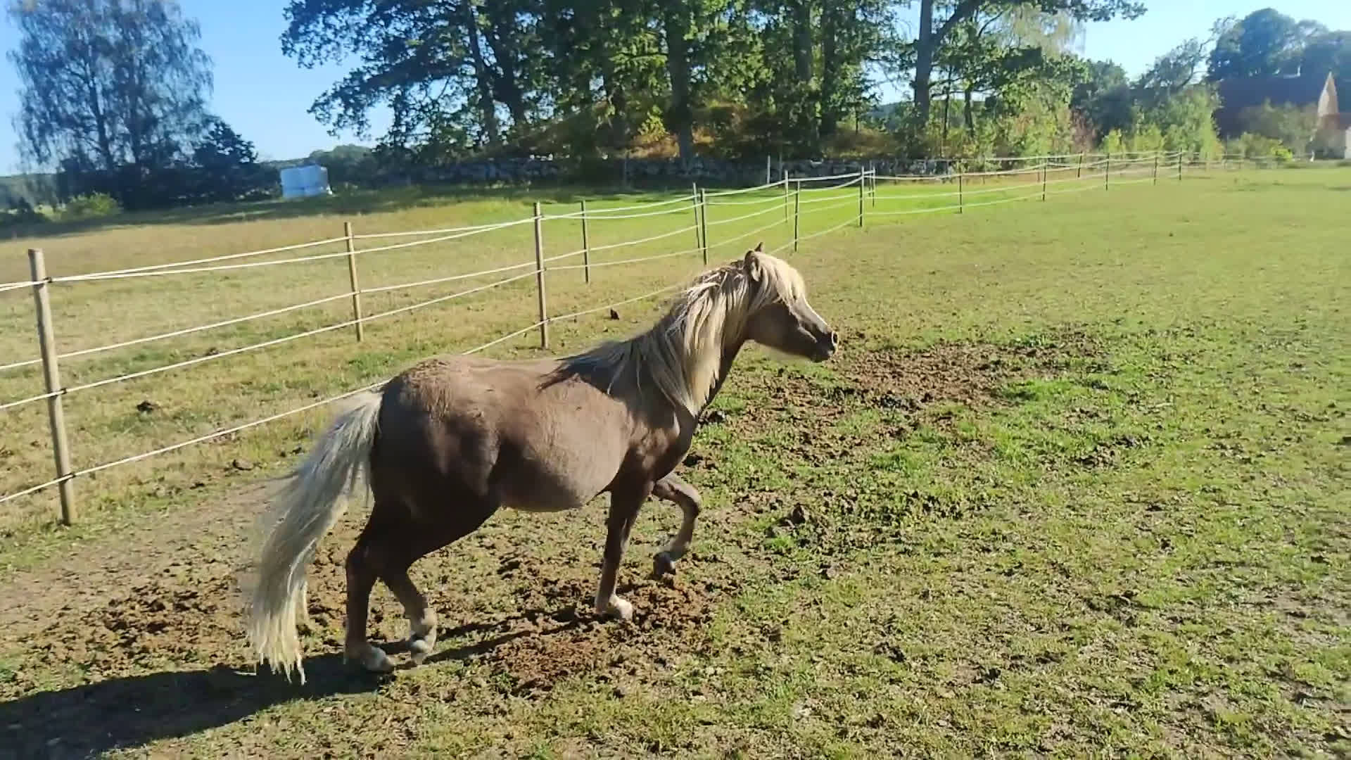 Allround hästar till salu: American Curly/ Welsh säljes/bytes i Ballingslöv - Video 1