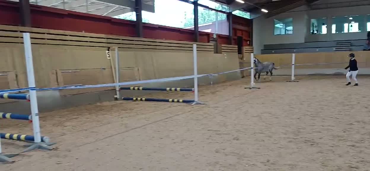  foderhäst finnes: Maxad B-ponny - Video 1