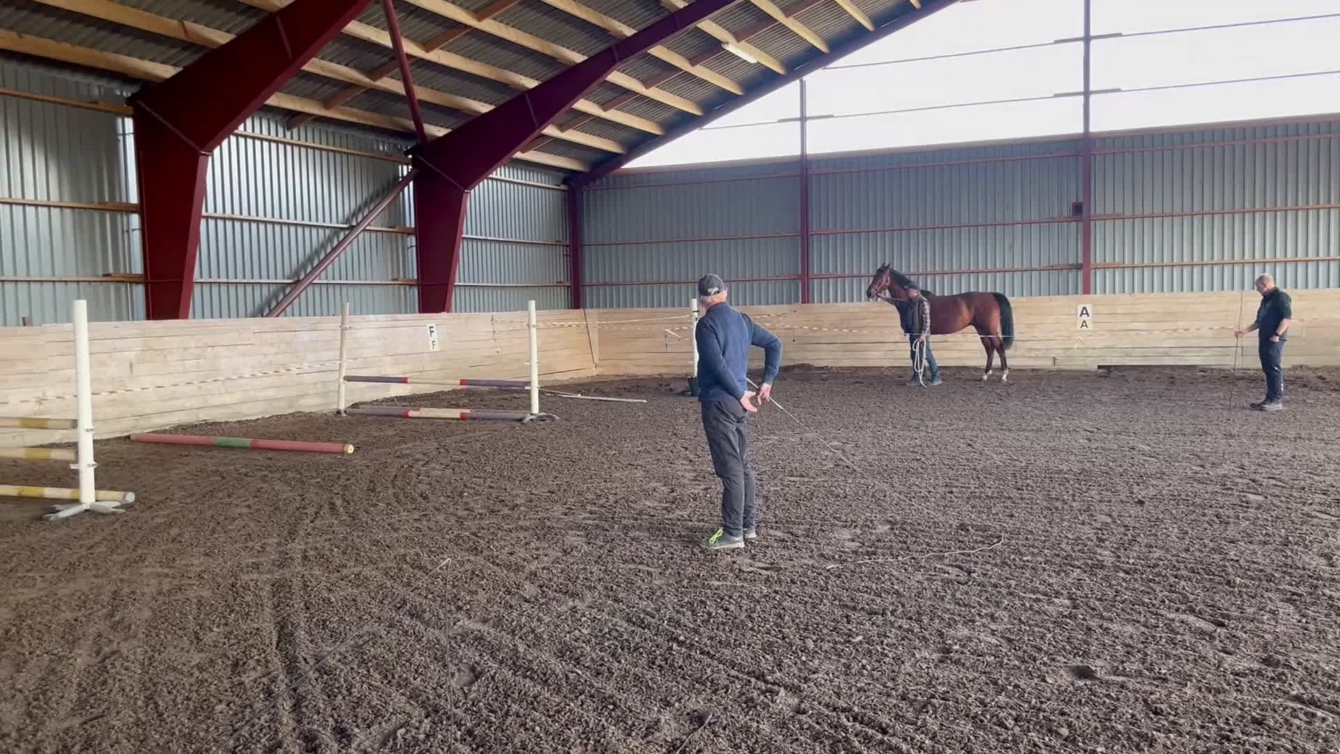 Hoppning hästar till salu: Max Verstappen - Video 2