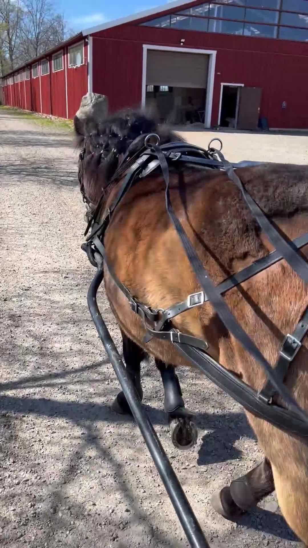 Allround hästar till salu: Världens snällaste ponny  - Video 1