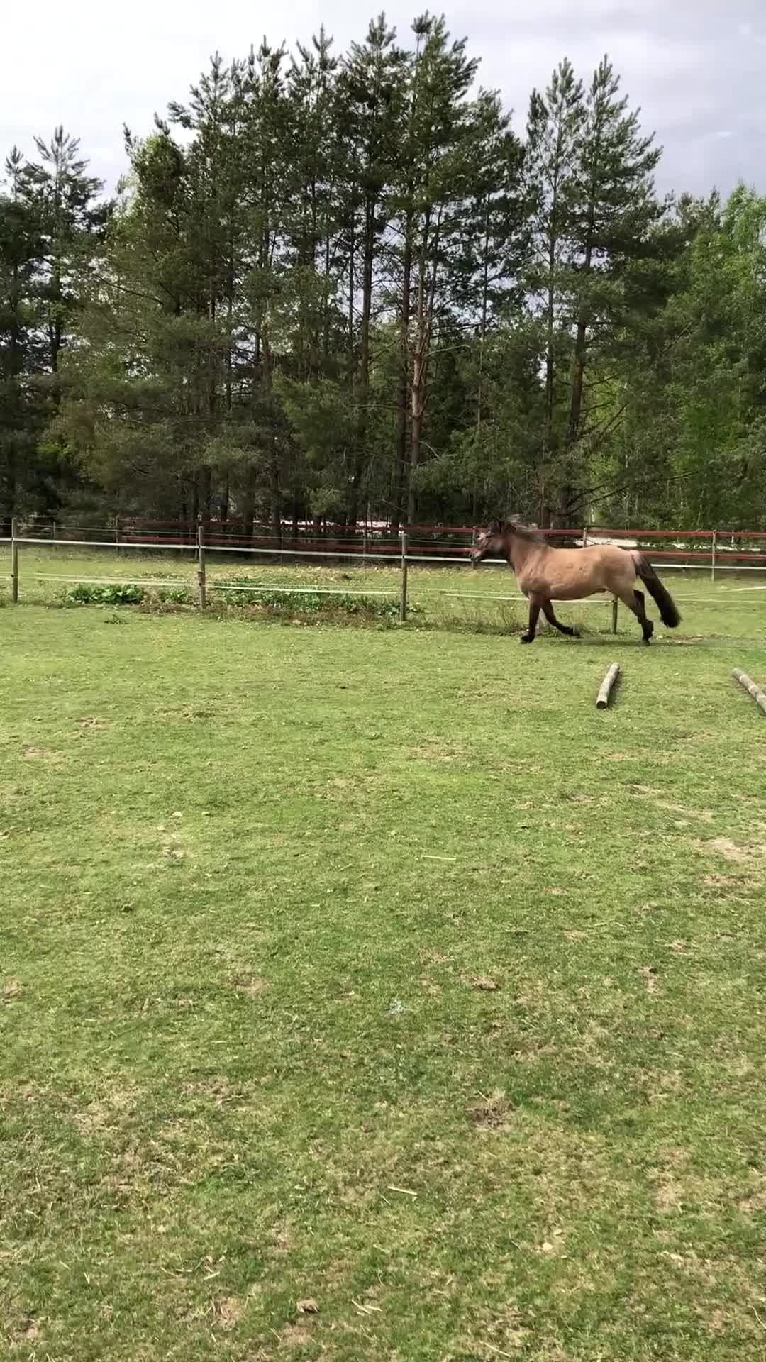 Island hästar till salu: Känslig valack med ett hjärta av guld💫 i Fliseryd - Video 2