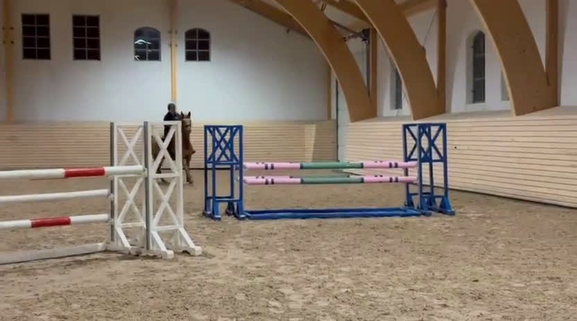 Hoppning hästar till salu: Bästa kompis/ Läromästare  i Fjärås - Video 1