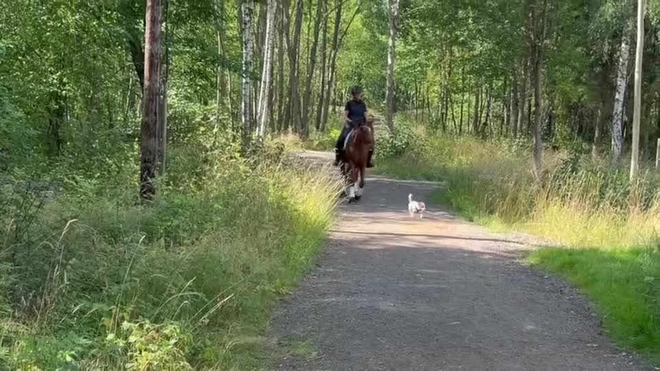 Dressyr hästar till salu: Exceptionell dressyrhäst - tidigare para - Video 1