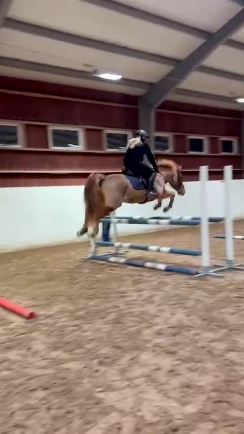 Hoppning hästar till salu: Fantastisk D-ponny söker ny bästavän 🌟 - Video 3