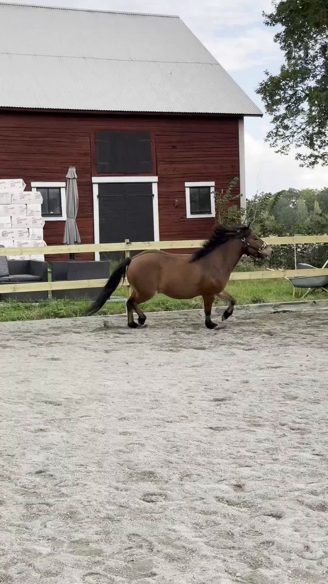 Allround hästar till salu: Allround stark korsning som gillar att hoppa i Söderköping - Video 3
