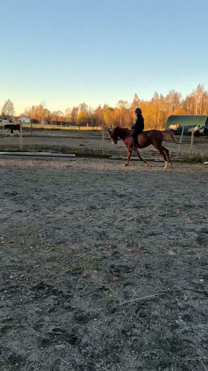 Allround hästar till salu: Welshpartbread - Video 2