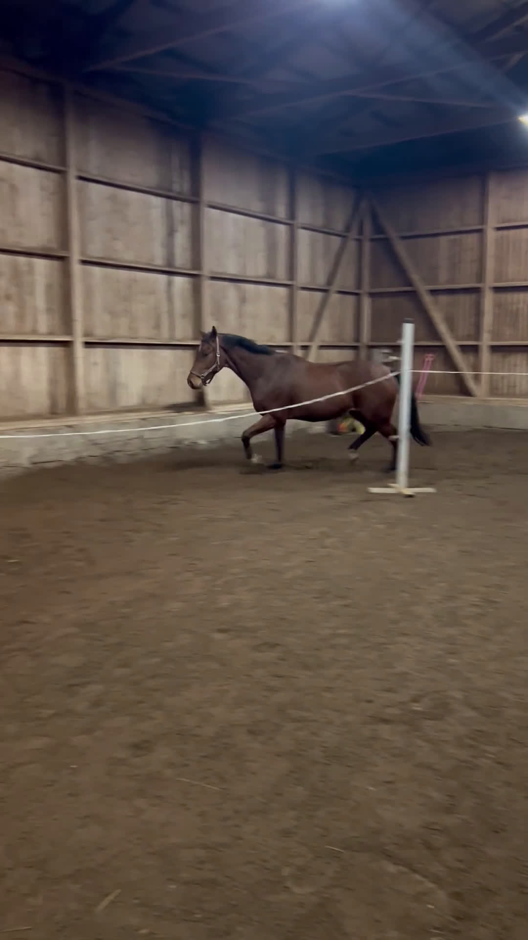 Hoppning hästar till salu:  Formbar valack!  i Eksjö - Video 3