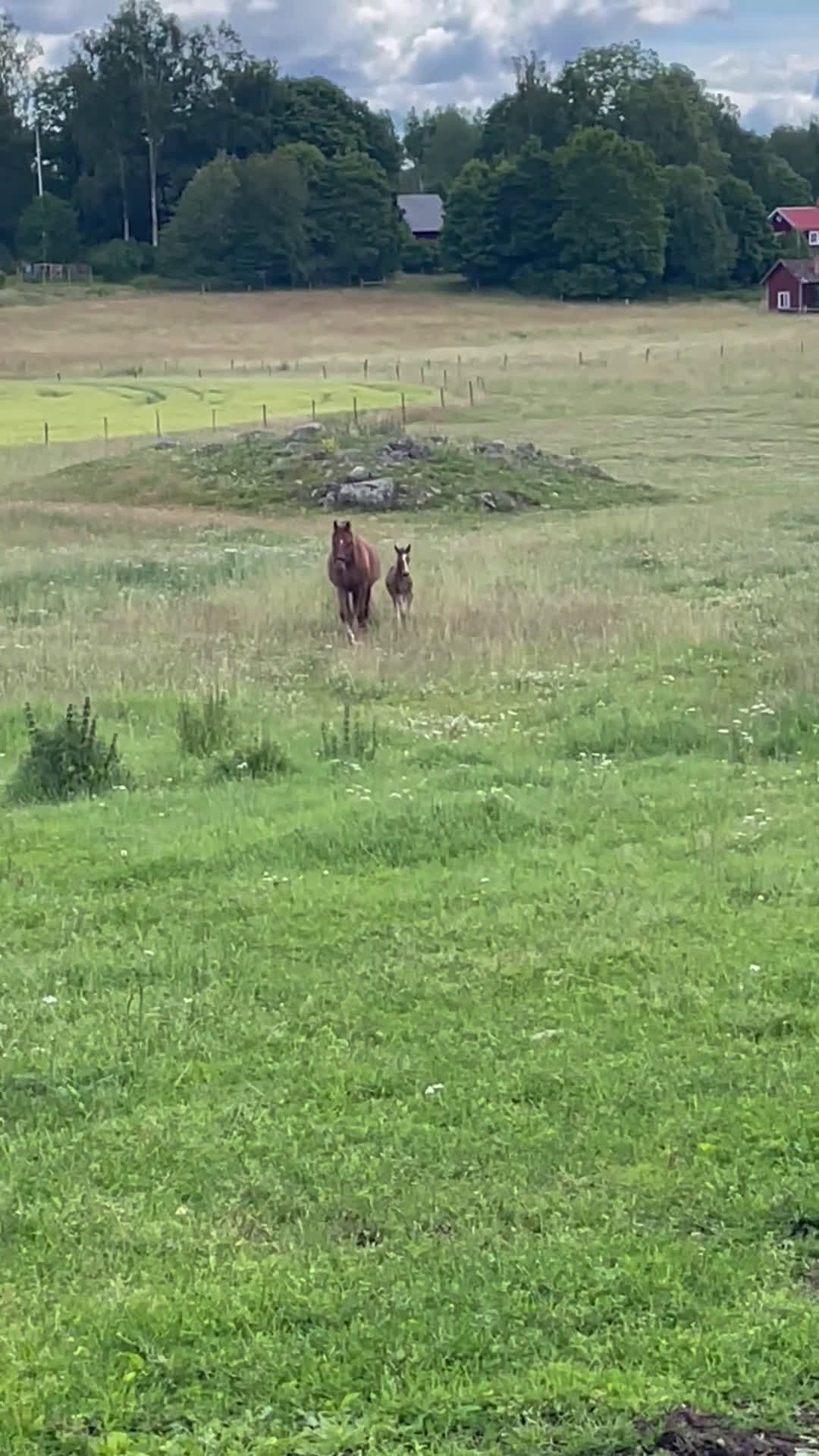 Avelshästar hästar till salu: Fint avelssto  i Hjortkvarn - Video 1