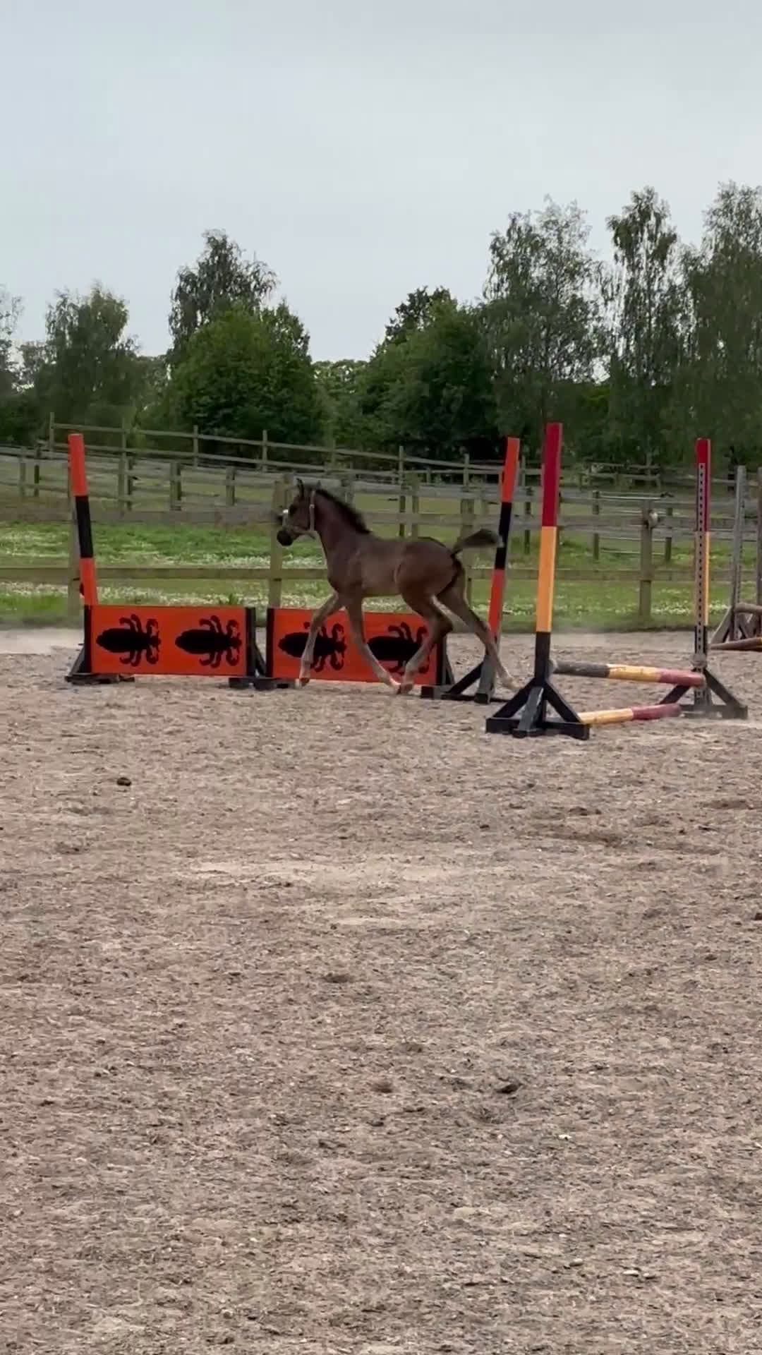 Dressyr hästar till salu: Velbygget hoppeføl med 3 gode gangarter - Video 1