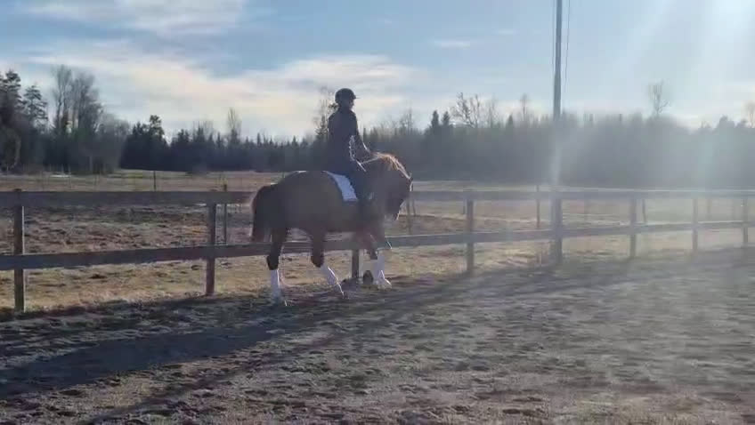 Dressyr hästar till salu: Diplomsto e. Suarez ue. Bernstein  - Video 4