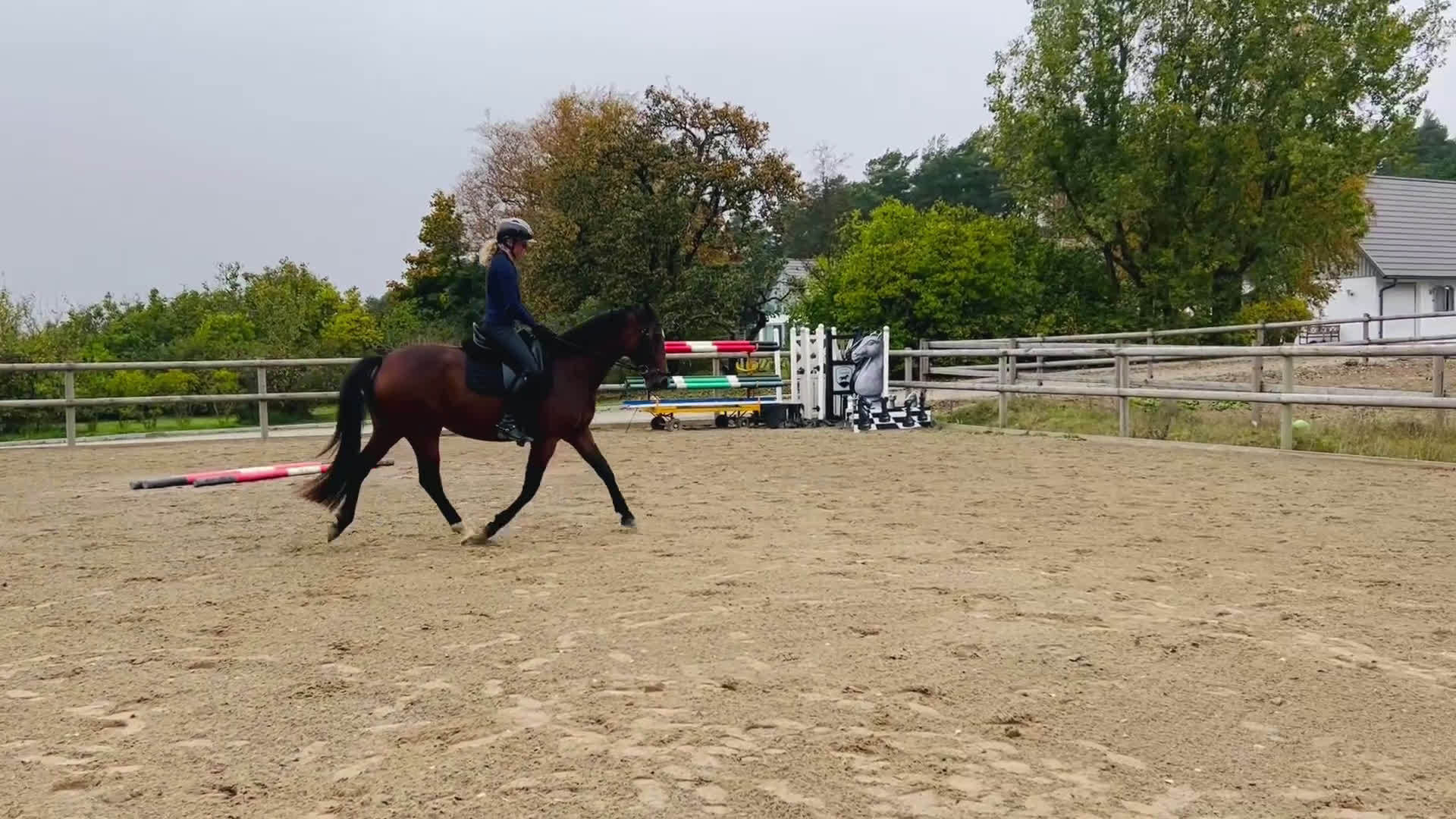 Dressyr hästar till salu: Fint sto efter Totilas Ampere i Flyinge - Video 1