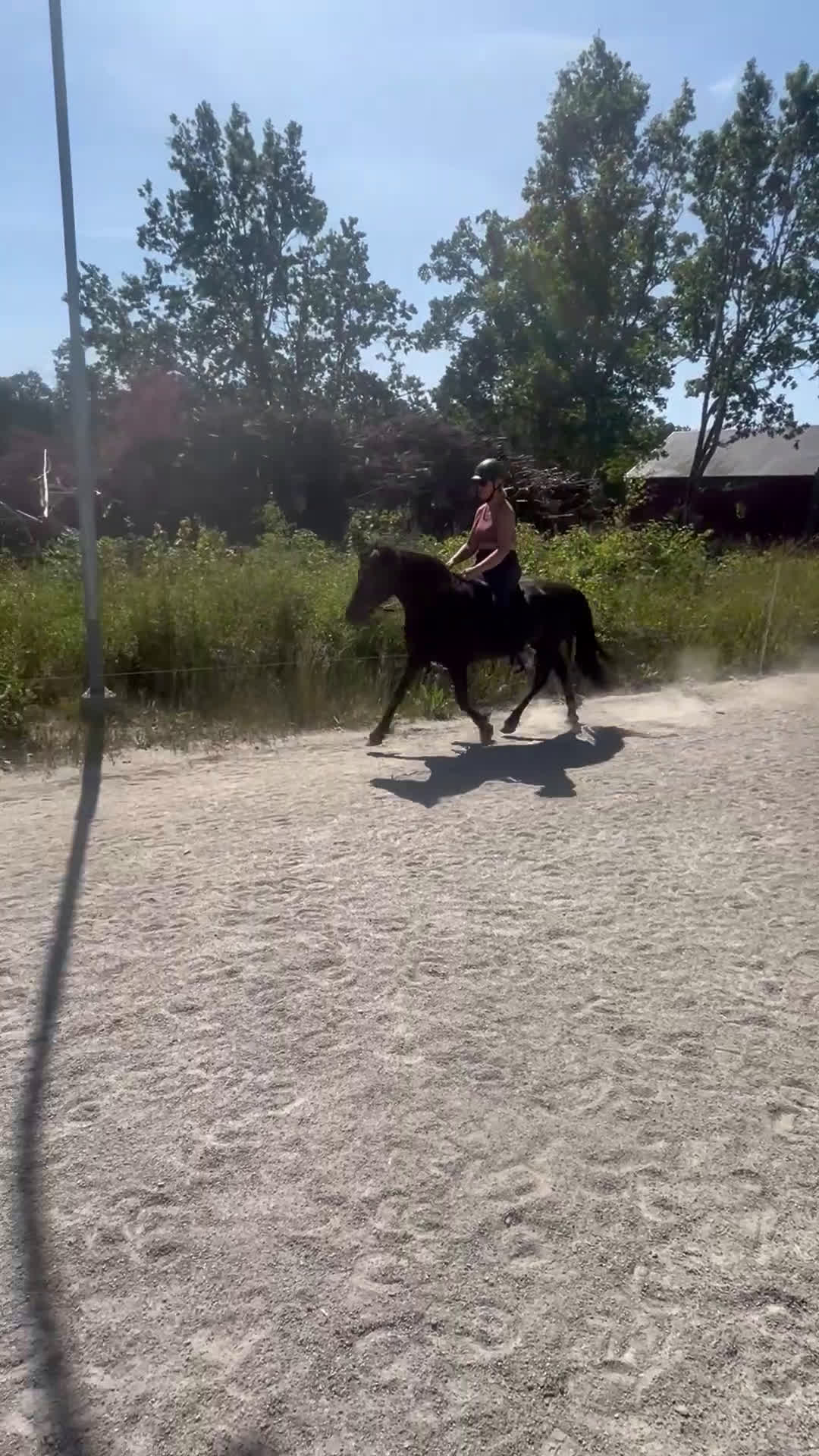 Island hästar till salu: Fantastiskt sto, läromästare  i Torsås - Video 3