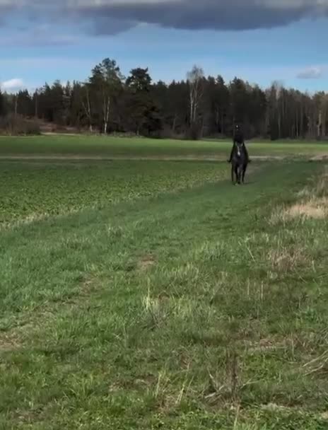 Hoppning hästar till salu: Hopp/fälttävlan talang - Video 4