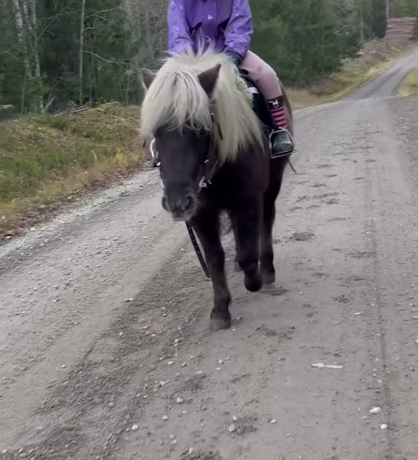 Island hästar till salu: Barnkär B-ponny - Video 2
