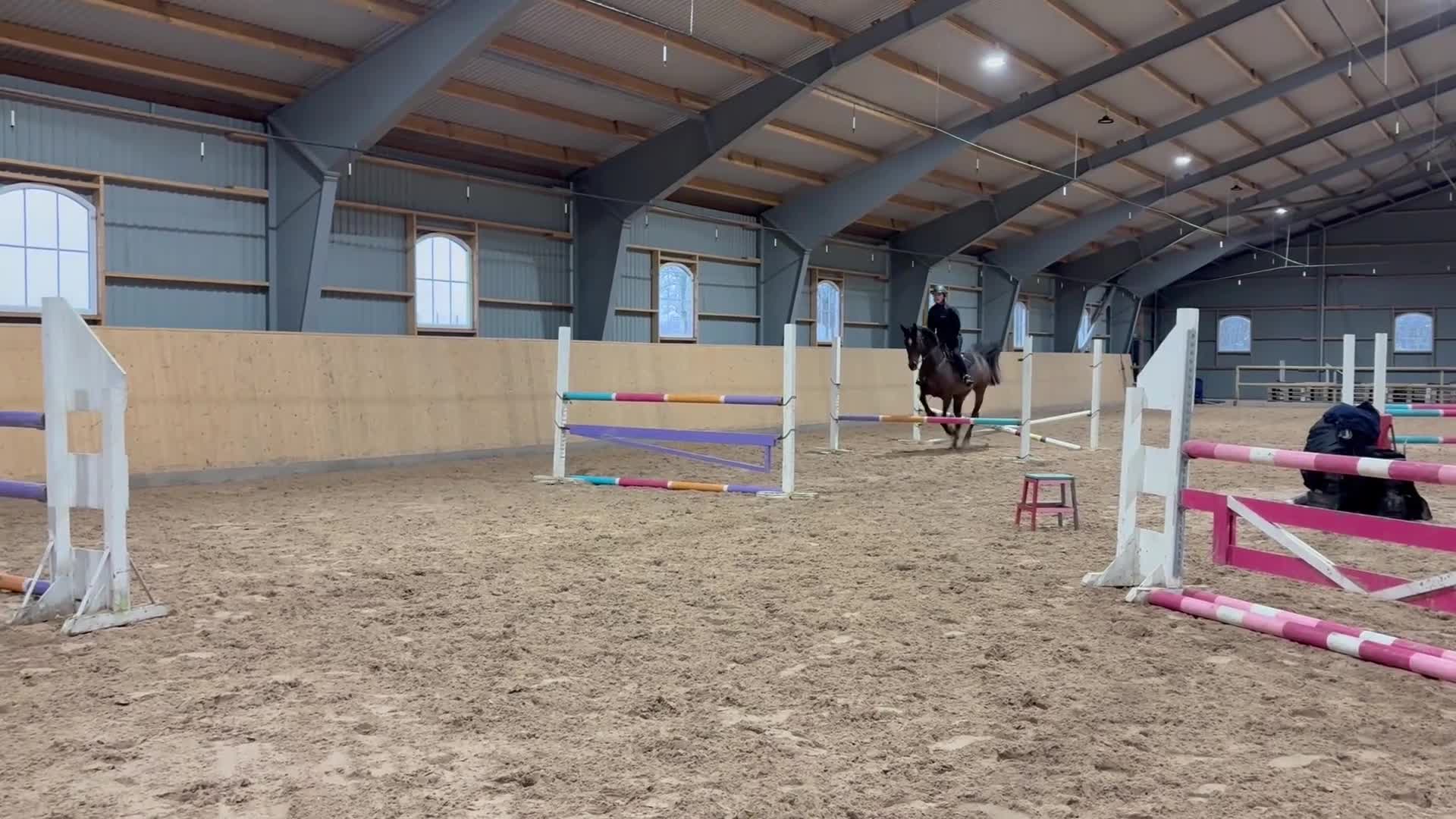 Hoppning hästar till salu: Hobby, hoppning eller fälttävlan ? - Video 3