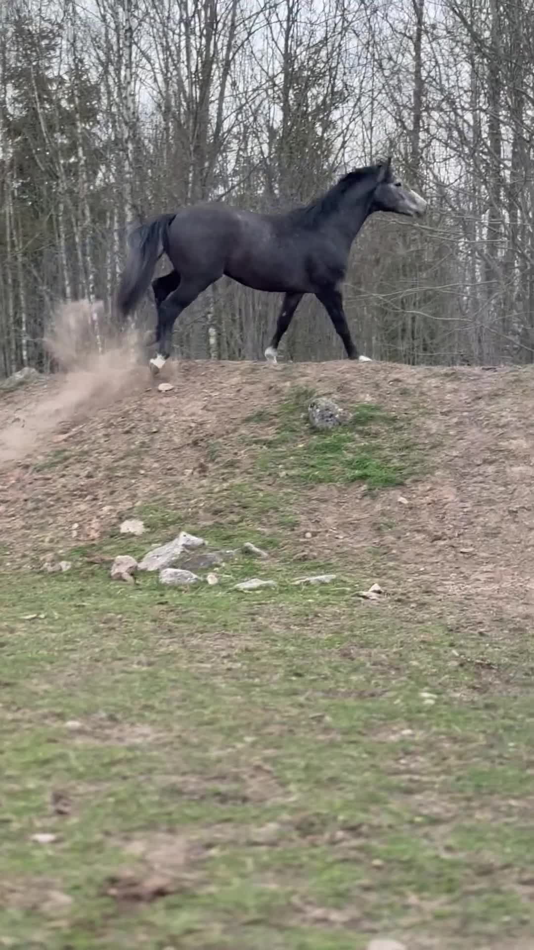 Allround hästar till salu: 3 årig Super  trevlig hingst - Video 1