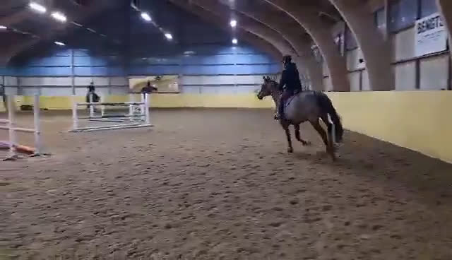 Allround hästar till salu: Fint halvblodssto - Video 3