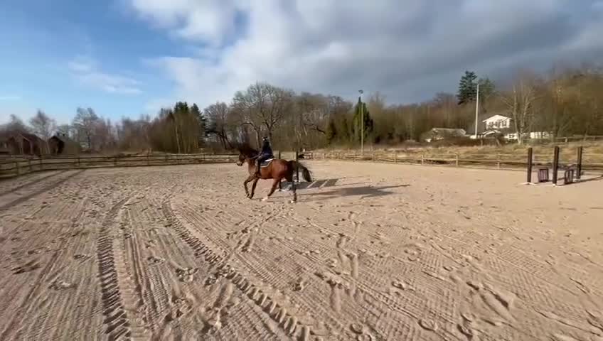 Hoppning hästar till salu: En pärla för tävling och äventyr - Video 4
