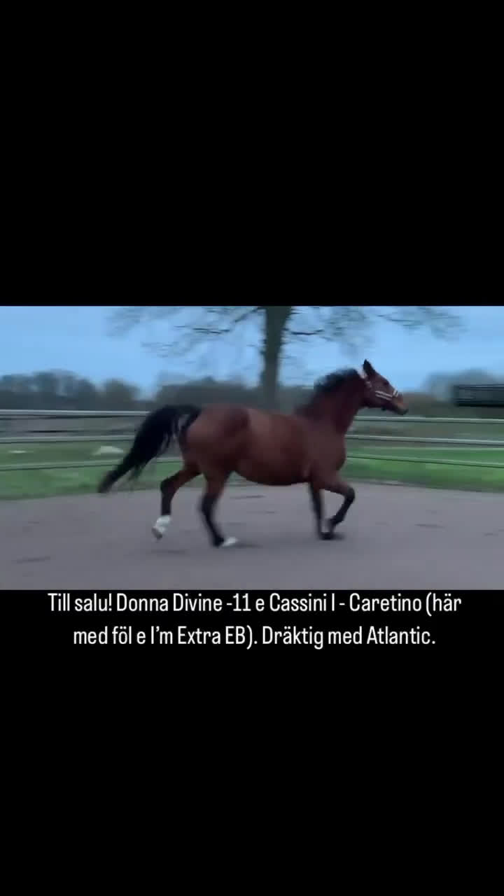 Avelshästar hästar till salu: Avelssto hoppning i Sösdala - Video 1