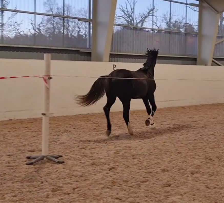 Dressyr hästar till salu: Fantastisk liten häst - Video 1